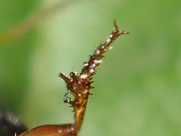 Carabidae: Harpalus? No, Amara lucida